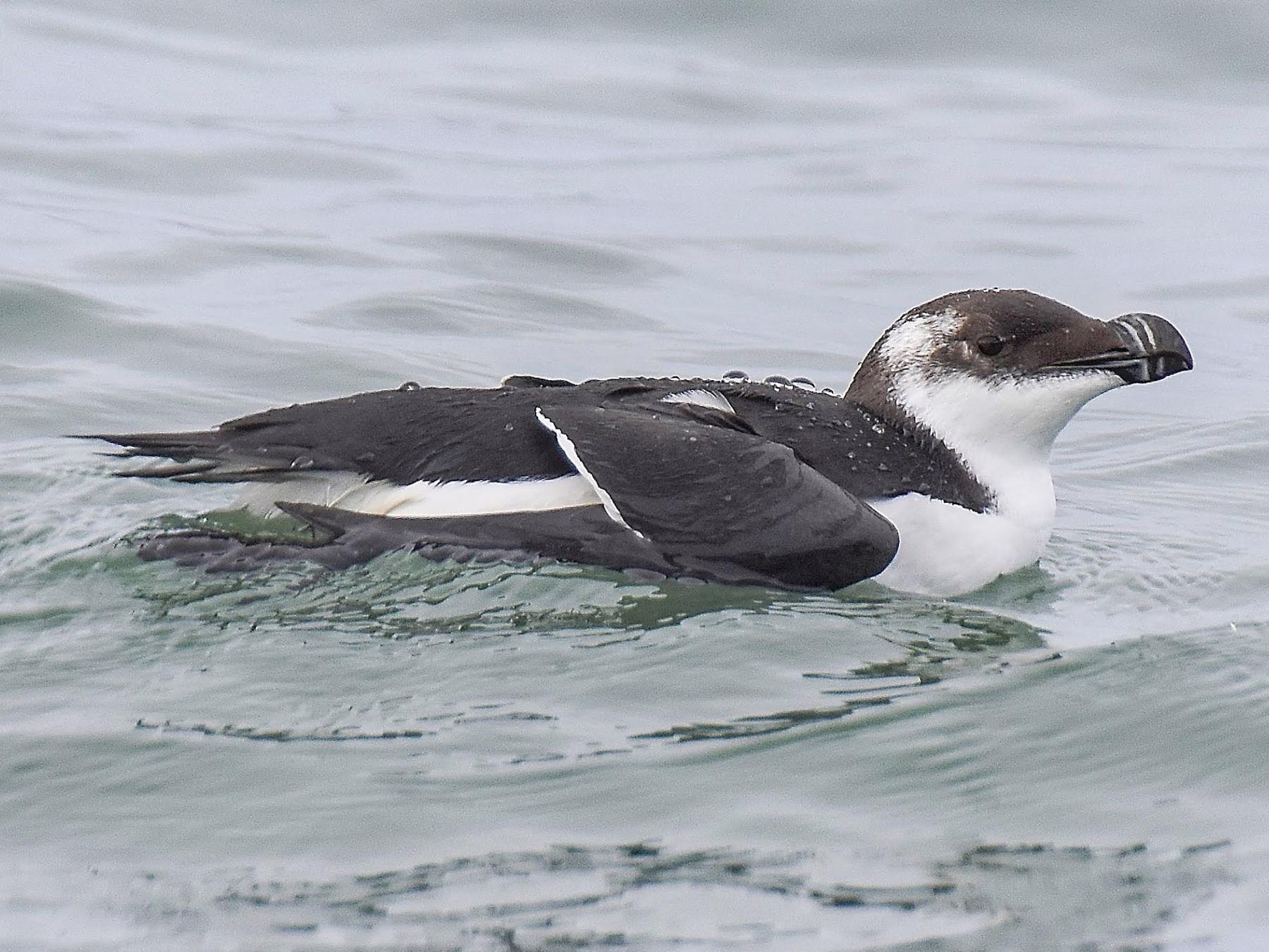 Razorbill
