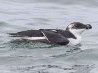 Razorbill