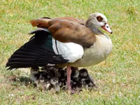 Egyptian Goose