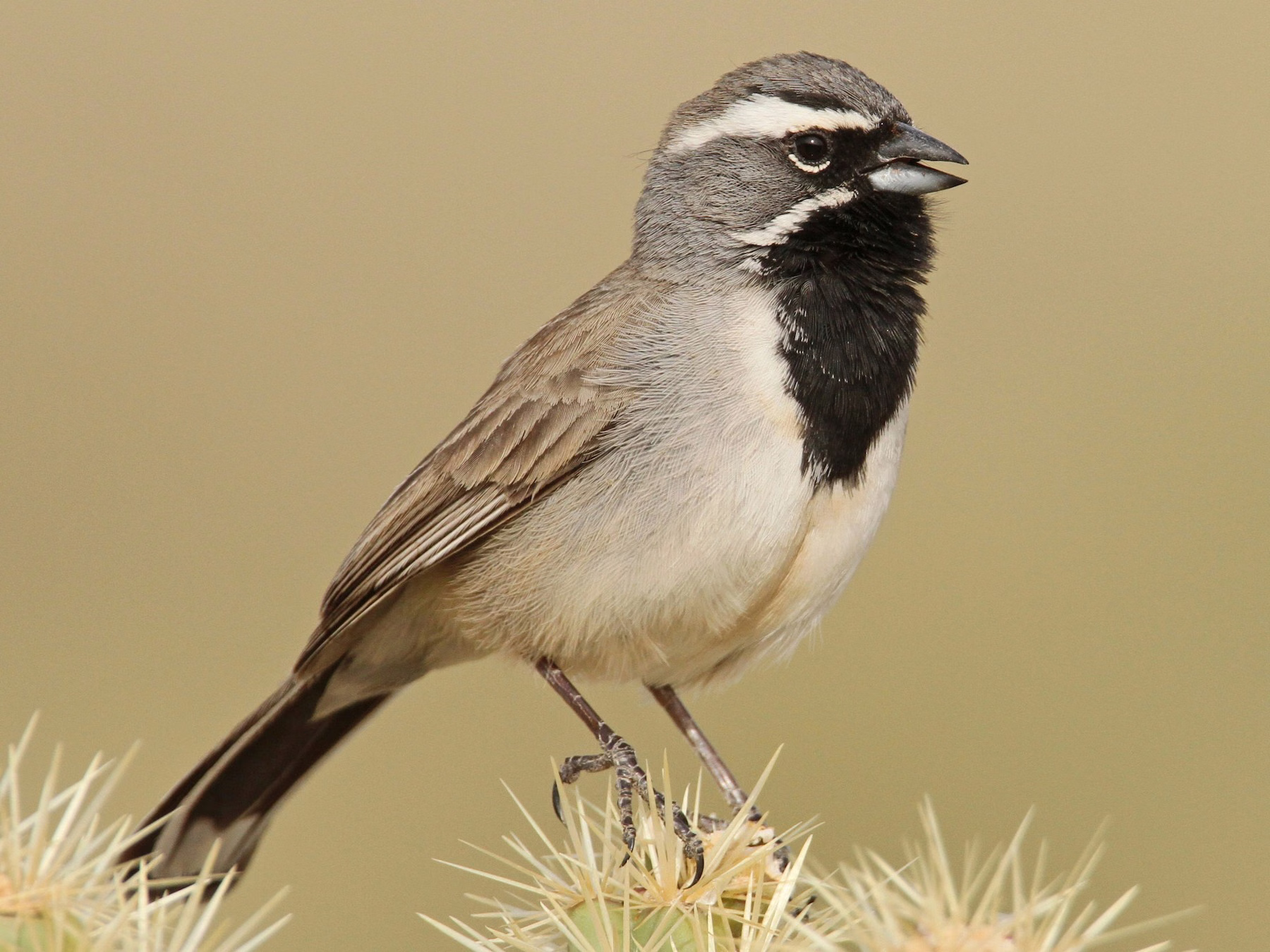 Black-throated Sparrow
