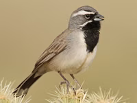 Black-throated Sparrow