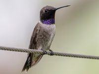 Black-chinned Hummingbird