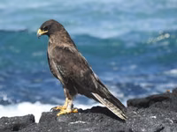 Galapagos Hawk