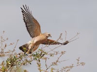 Red-shouldered Hawk
