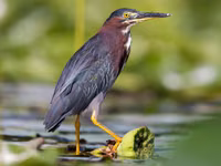 Green Heron