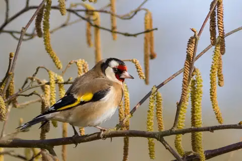 European Goldfinch