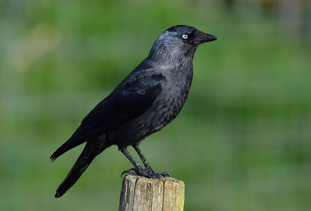 Western Jackdaw
