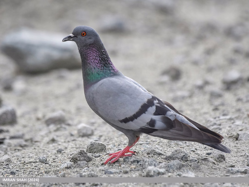 Rock Dove