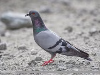 Rock Dove