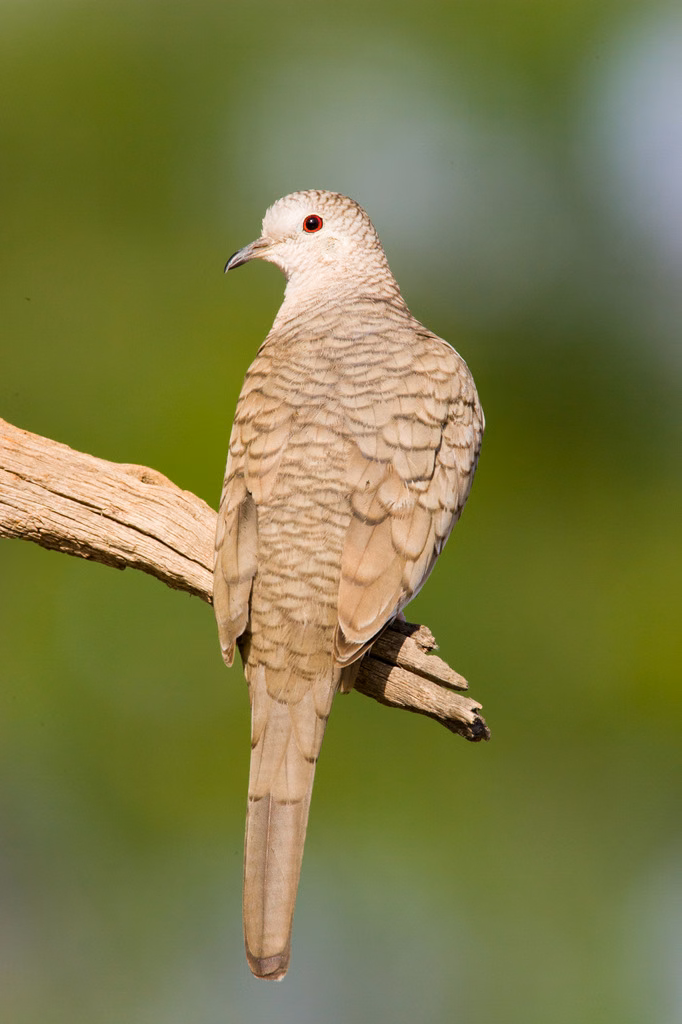 Inca Dove