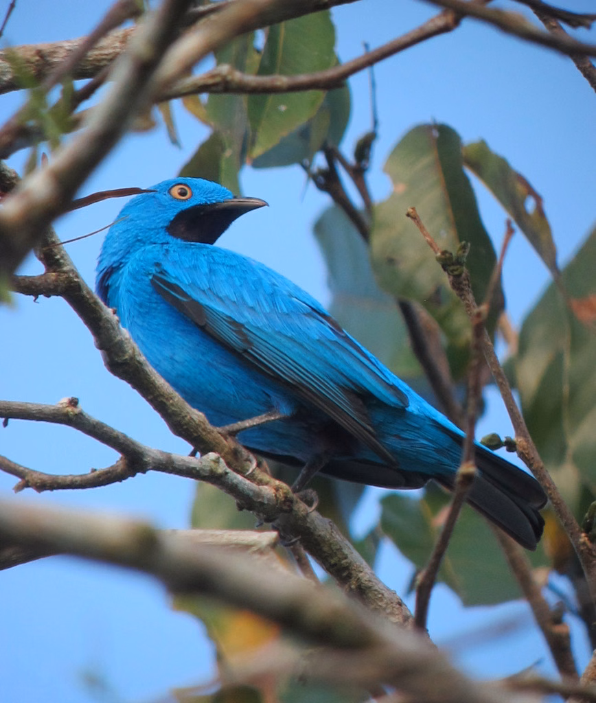 Plum-throated Cotinga