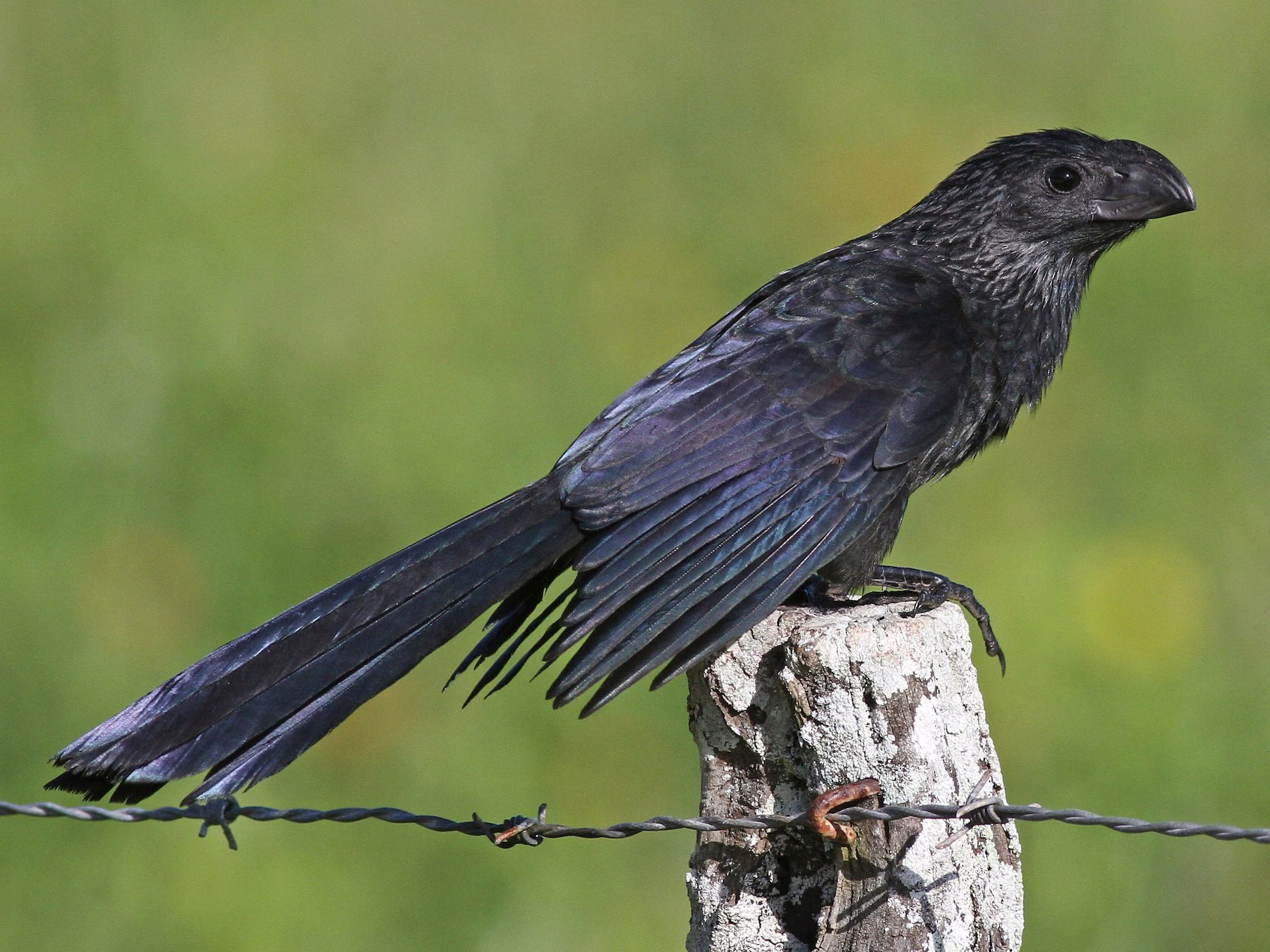 Groove-billed Ani