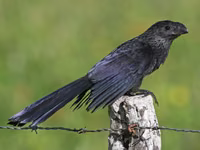 Groove-billed Ani