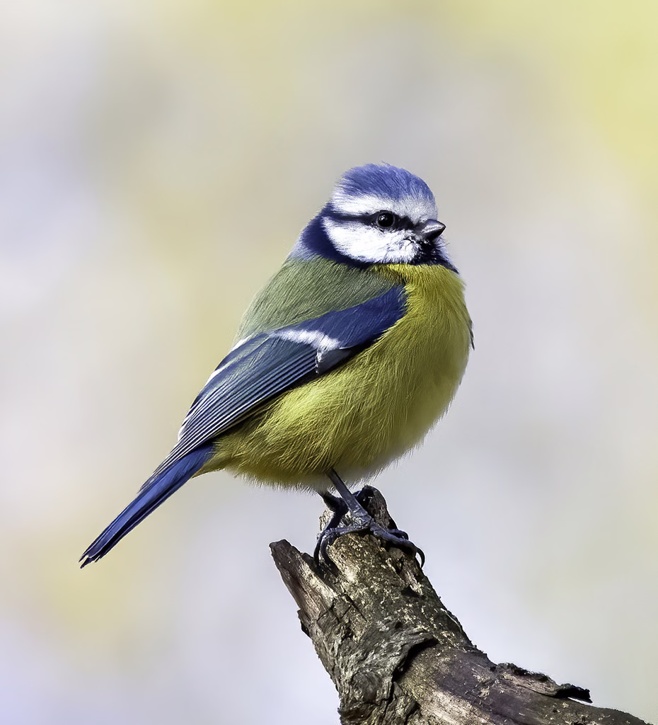 Eurasian Blue Tit