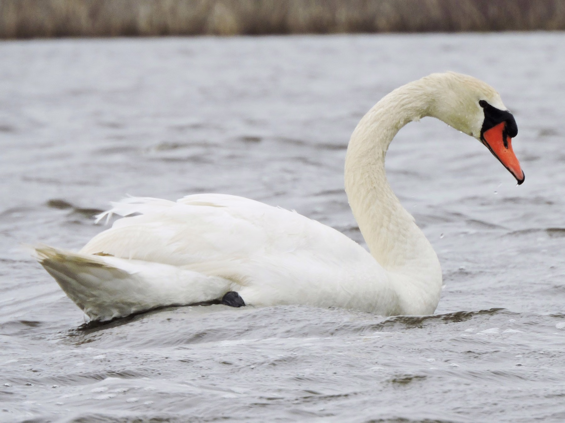 Mute Swan