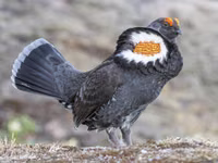 Sooty Grouse