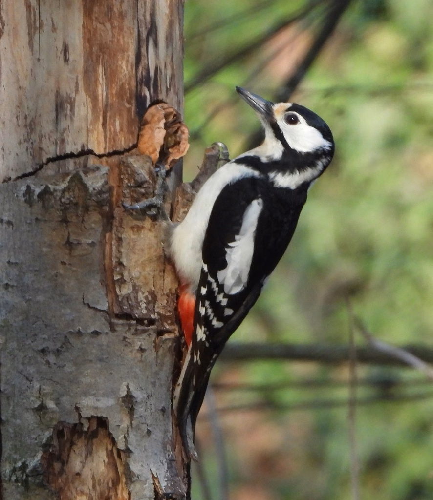 Great Spotted Woodpecker