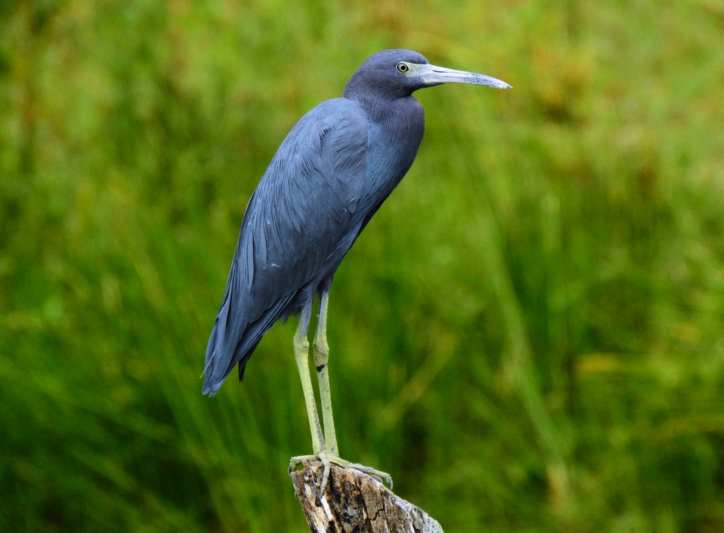 Little Blue Heron
