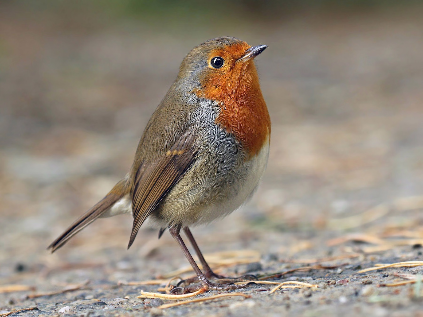 European Robin