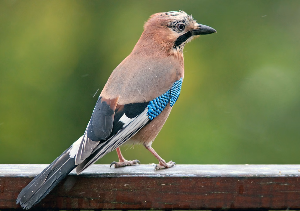 Eurasian Jay