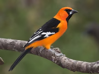Altamira Oriole