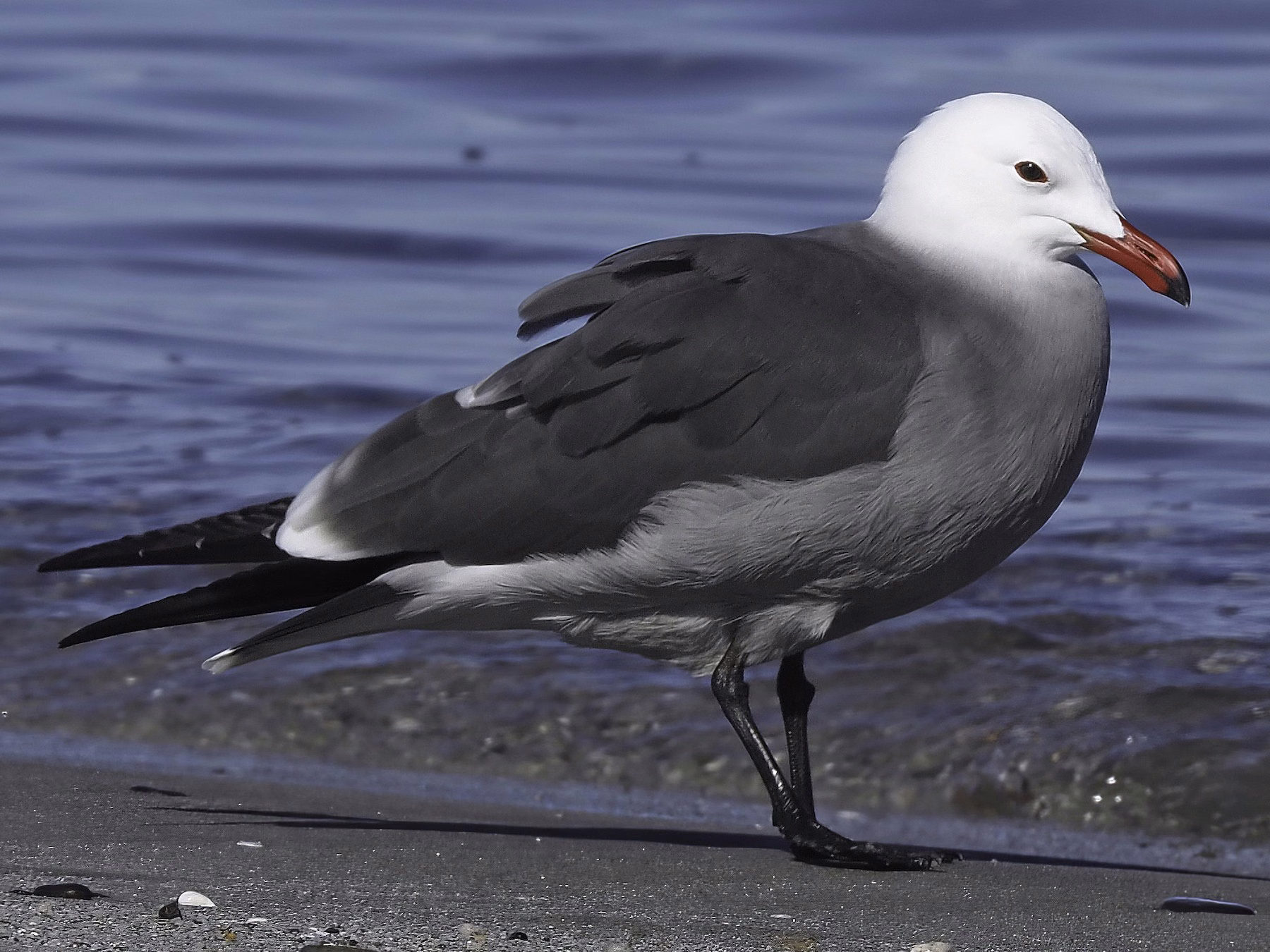Heermann's Gull