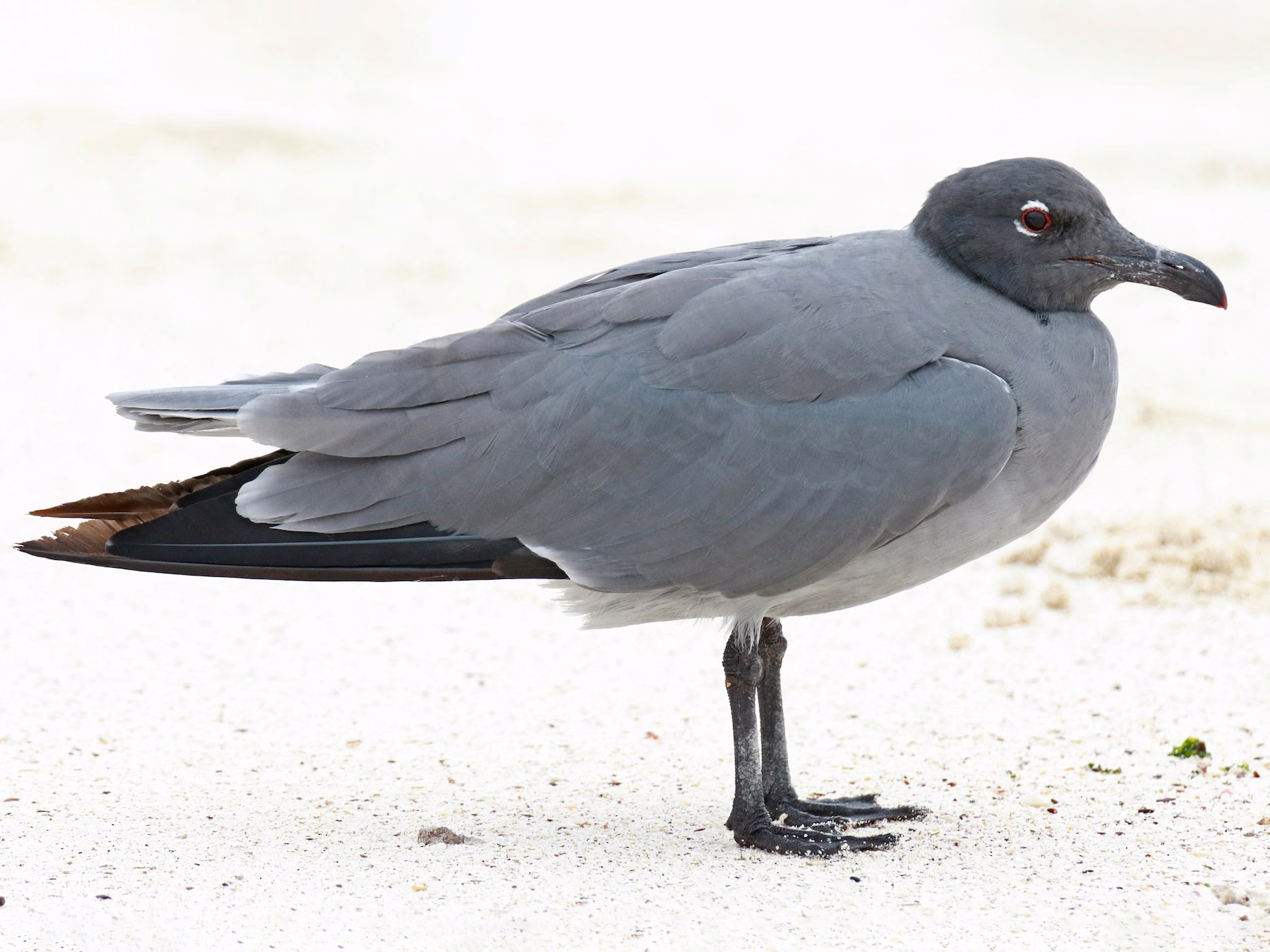 Lava Gull