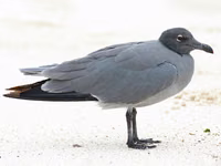 Lava Gull