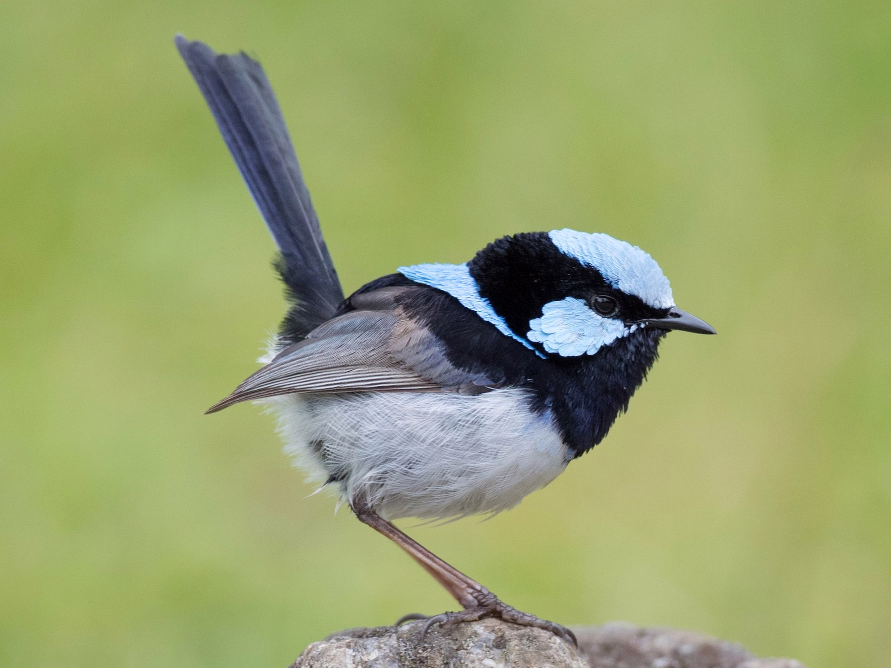 Superb Fairywren
