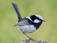 Superb Fairywren