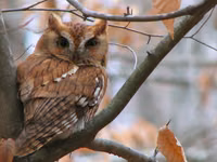 Eastern Screech Owl