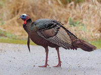 Wild Turkey