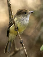 Galapagos Flycatcher