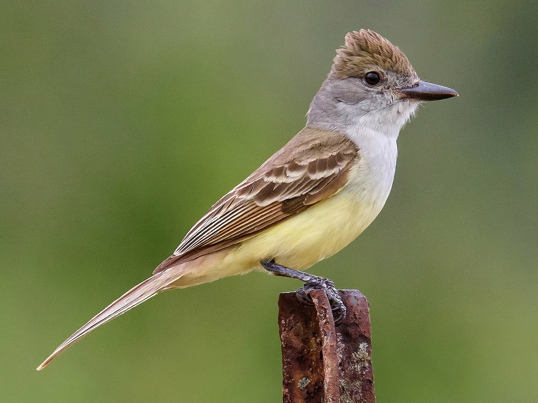 Brown-crested Flycatcher