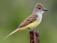 Brown-crested Flycatcher