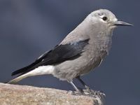 Clark's Nutcracker