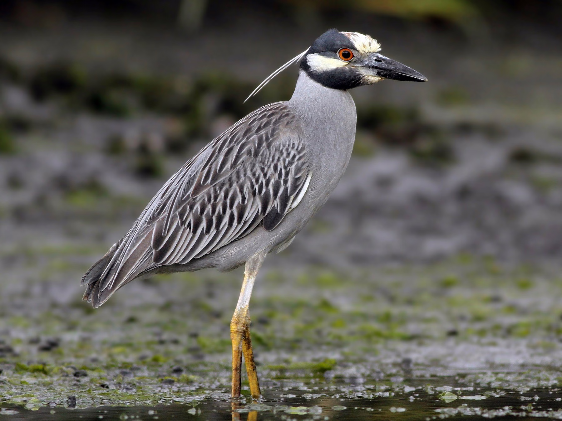 Yellow-crowned Night Heron