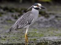 Yellow-crowned Night Heron