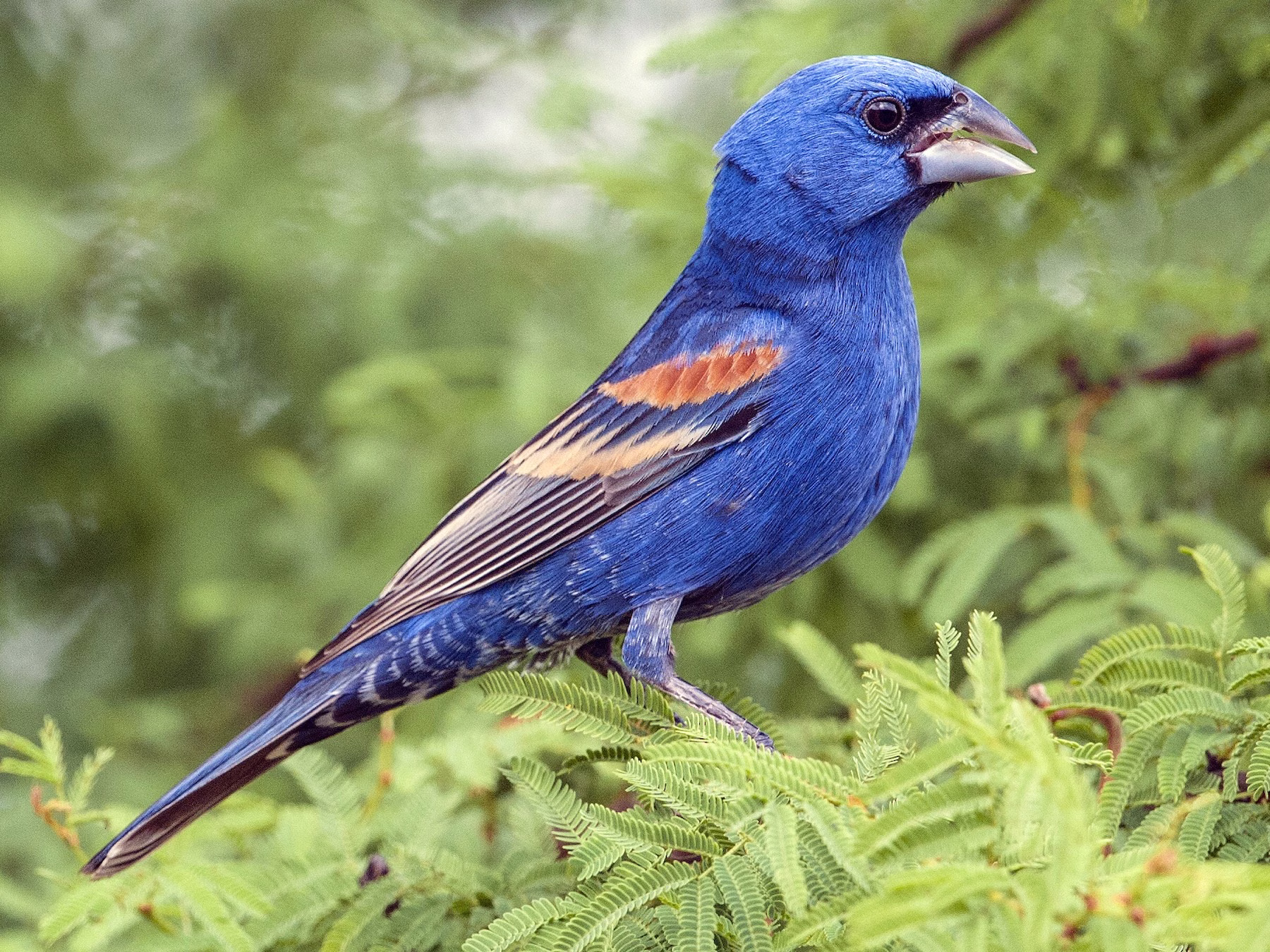 Blue Grosbeak