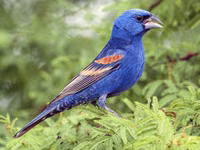 Blue Grosbeak