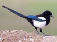 Black-billed Magpie