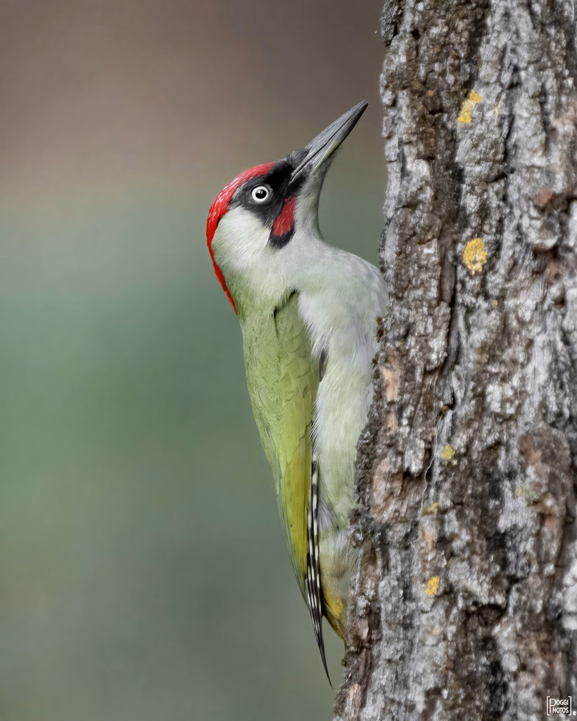 European Green Woodpecker