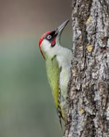 European Green Woodpecker