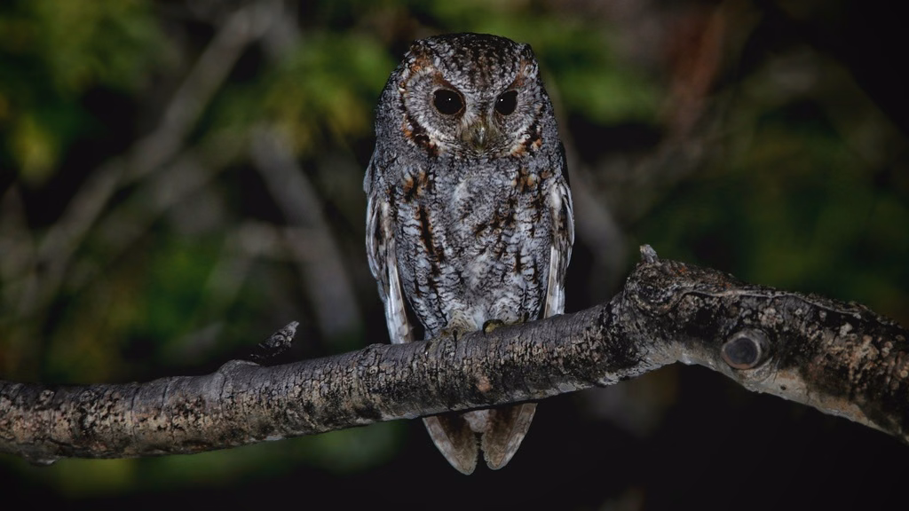 Flammulated Owl