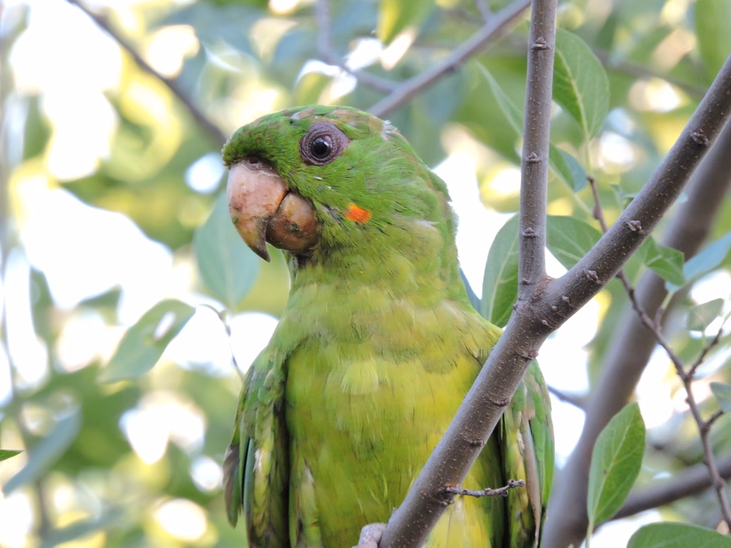 Green Parakeet