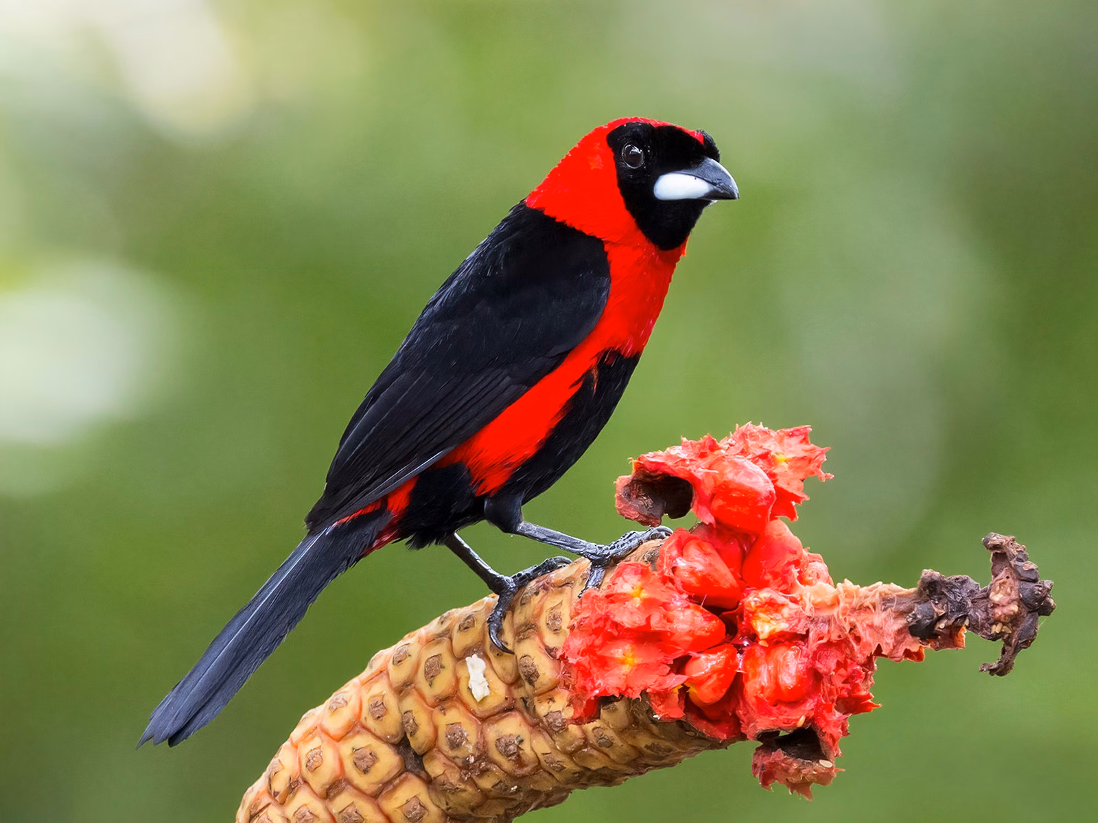 Masked Crimson Tanager