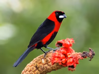 Masked Crimson Tanager