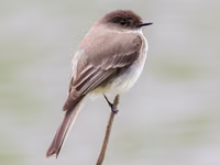 Eastern Phoebe