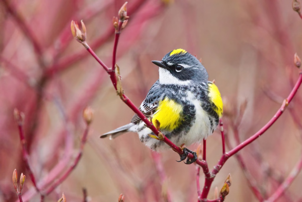 Yellow-rumped Warbler