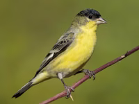 Lesser Goldfinch
